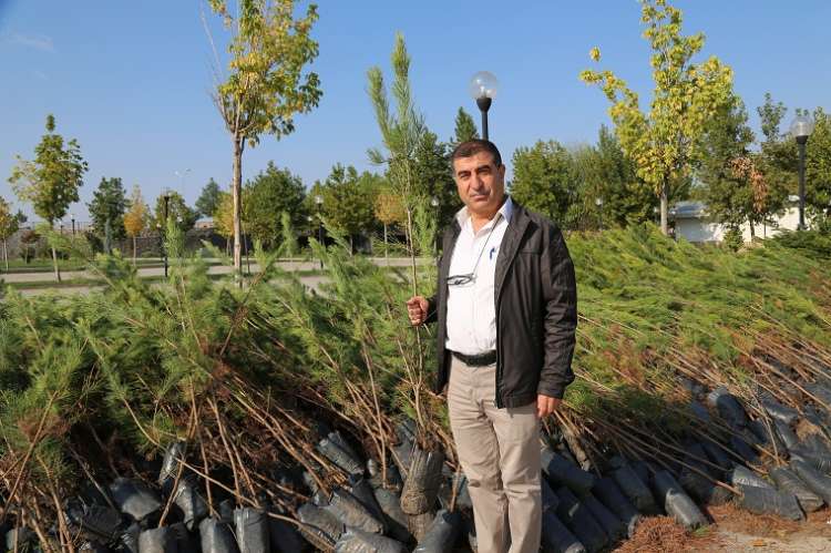 Çınar Belediyesi Daha Yeşil Bir Çınar İçin Fidan Dağıtımına Başladı 